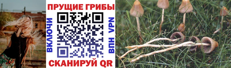 Галлюциногенные грибы Cubensis  Михайловск 
